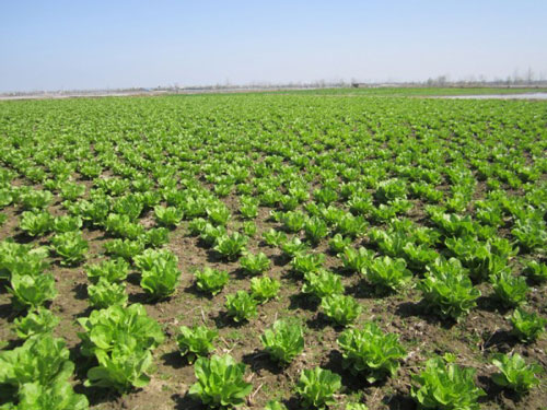 زردشت کود